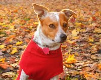 Buying Dog anxiety Vest