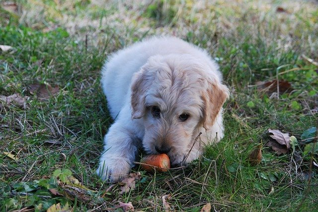 Dog treatments for bad breaths