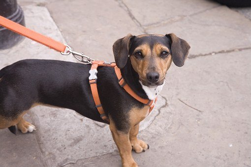 Dog anxiety Vest