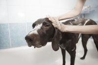 DIY Dog Grooming Tips