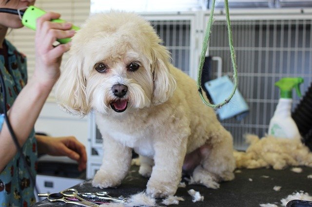 DIY Dog Grooming Tips